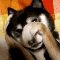 DogEmbarrassed-1.gif~c200
